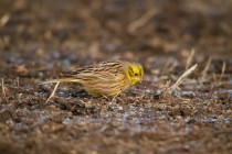 00940-Yellowhammer