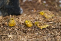 00941-Yellowhammers_O