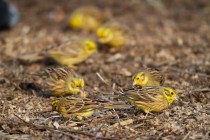 00942-Yellowhammers_O