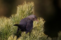 00943-Common_Blackbird