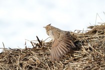 00944-Crested_Lark