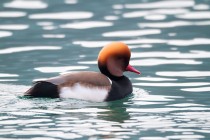 00945-Red-crested_Pochard