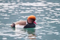 00946-Red-crested_Pochard