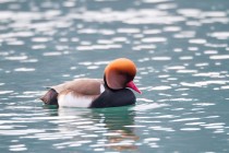 00946-Red-crested_Pochard