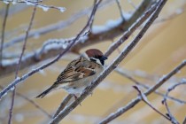 00947-Eurasian_Tree_Sparrow