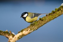 00948-Great_Tit