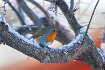 00949-European_Robin