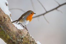 00950-European_Robin_O