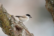 00951-Marsh_Tit_O