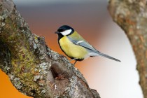 00952-Great_Tit