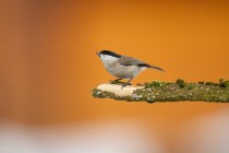 00955-Marsh_Tit