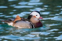 00956-Mandarin_Duck