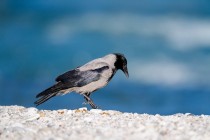 00957-Hooded_Crow