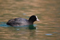 00958-Eurasian_Coot