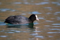 00959-Eurasian_Coot