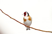 00960-European_Goldfinch_O