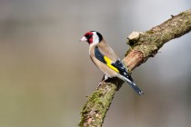 00961-European_Goldfinch_O