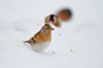 00962-Brambling_O