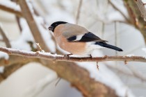 00963-Eurasian_Bullfinch