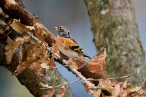 00966-Brambling