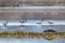 00967-Pied_Avocet_O