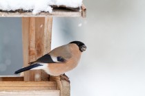 00969-Eurasian_Bullfinch