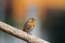 00970-European_Robin