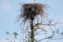 00972-White_Stork