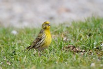 00973-European_Serin_O