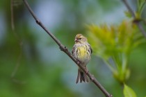 00975-European_Serin_O