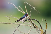 00976-Barn_Swallow