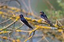 00977-Barn_Swallows_0