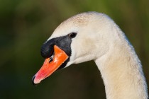 00978-Mute_Swan