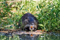 00979-Coypu