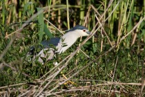 00980-Black-crowned_Night_Heron