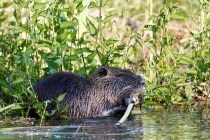 00981-Coypu