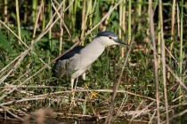 00982-Black-crowned_Night_Heron