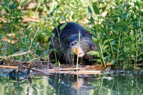 00983-Coypu