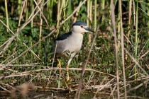 00984-Black-crowned_Night_Heron