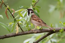 00985-Eurasian_Tree_Sparrow
