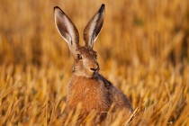 00986-Brown_Hare