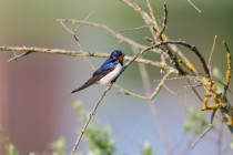 00987-Barn_Swallow