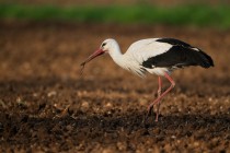 00988-White_Stork