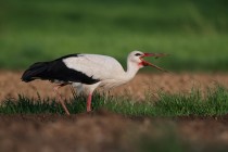 00989-White_Stork