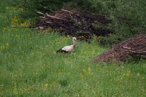 00990-White_Stork