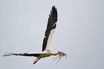 00991-White_Stork