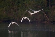 00992-Mute_Swans_O