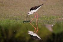 00993-Black-winged_Stilt