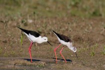 00994-Black-winged_Stilts_O