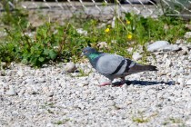 00995-Domestic_Pigeon_O